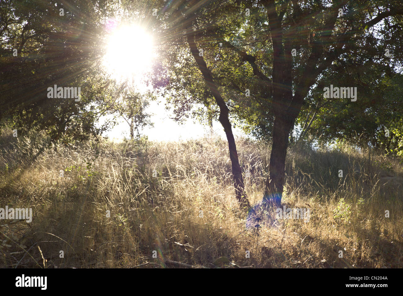 Sun shining through the trees of an open, grassy field Stock Photo