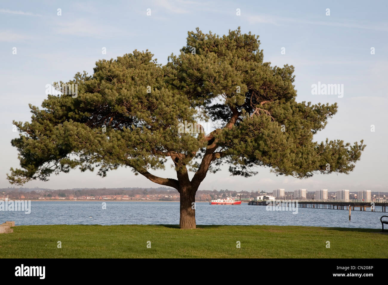 Tree and Hythe Pier in Southampton, England, UK Stock Photo Alamy