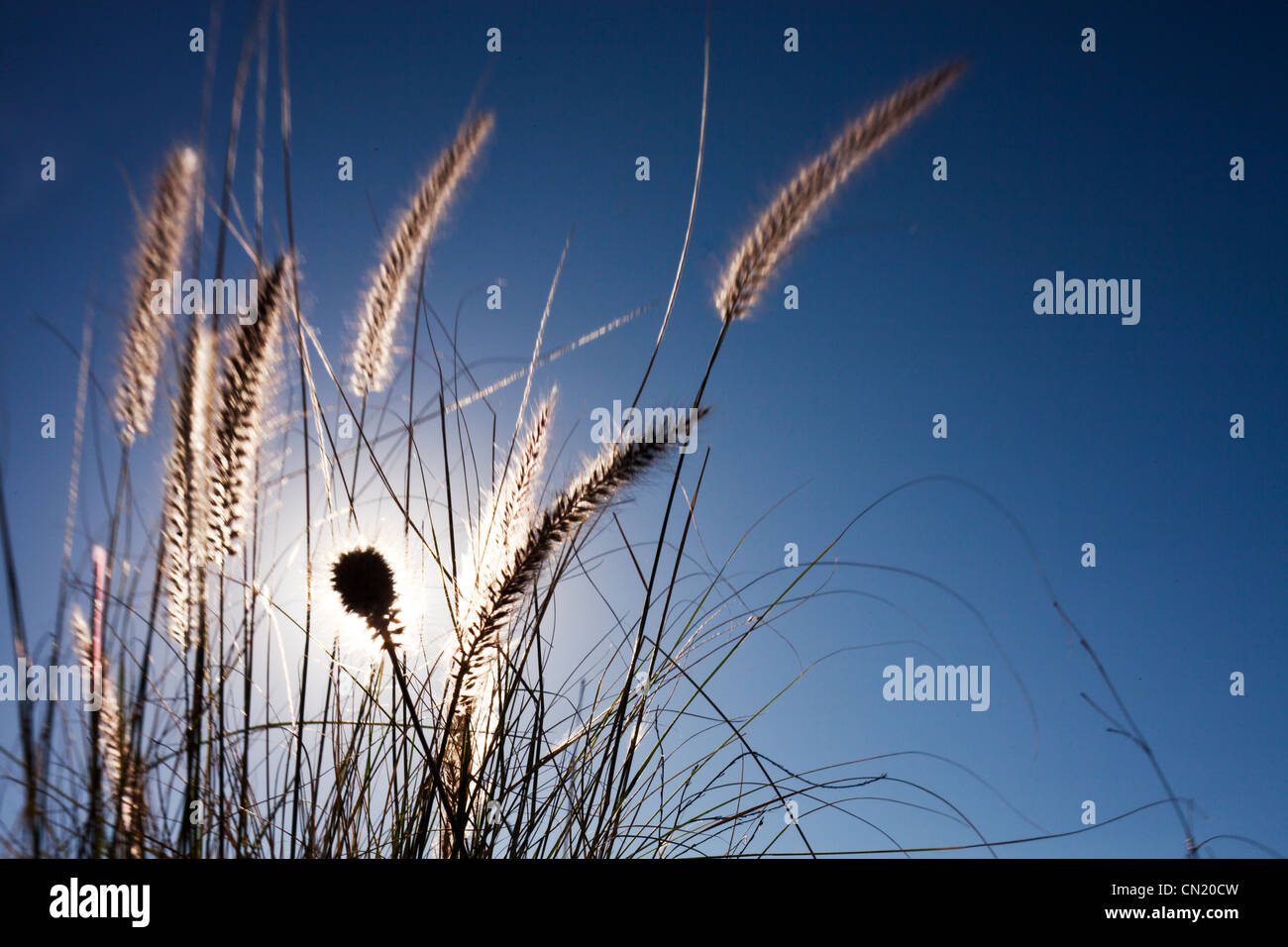 Tall desert grass hi-res stock photography and images - Alamy