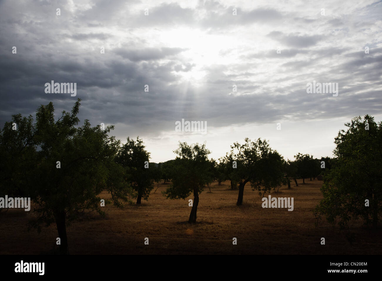 Trees in orchard, Majorca, Spain Stock Photo