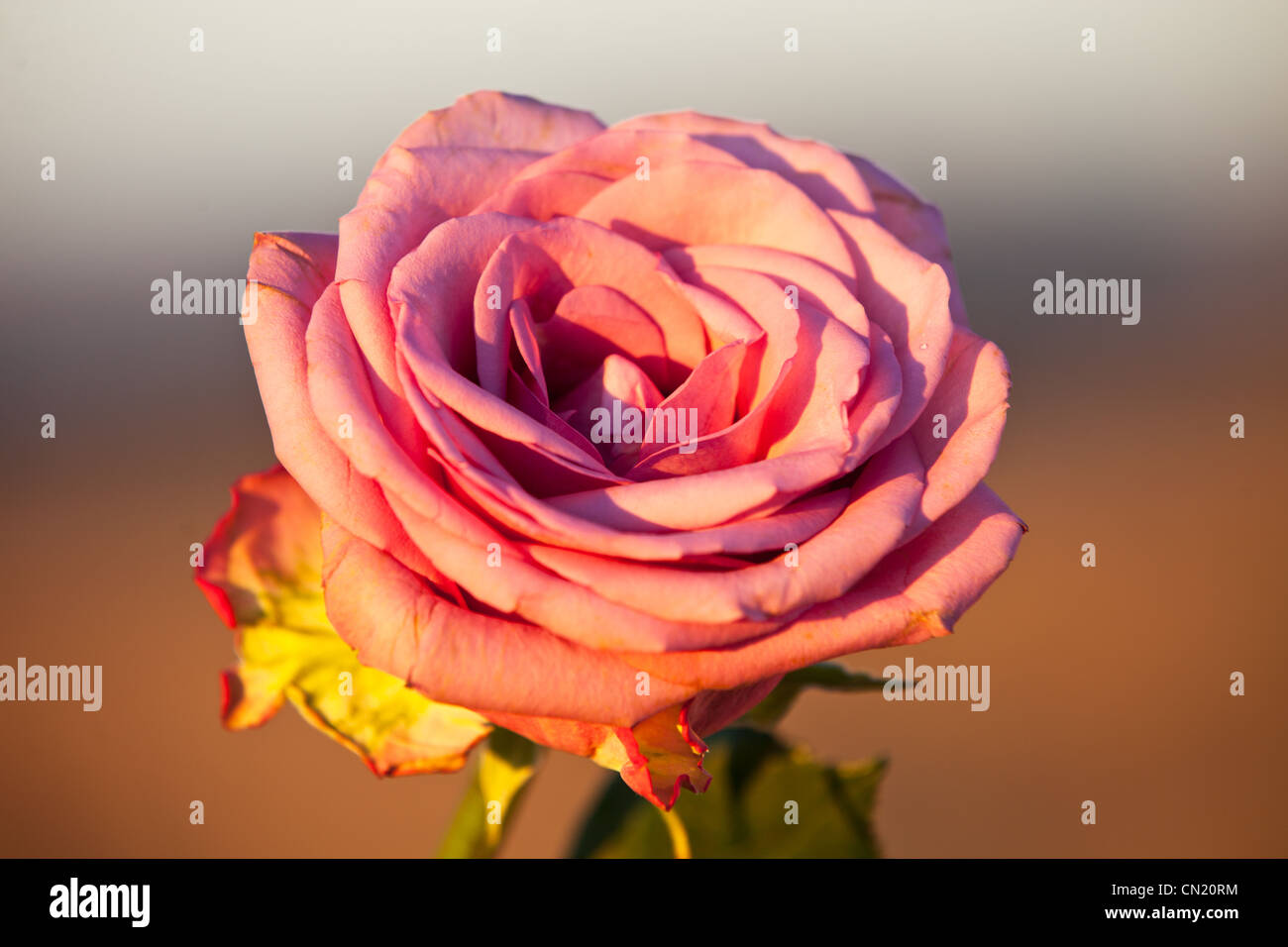 A single rose in the setting sunlight Stock Photo Alamy