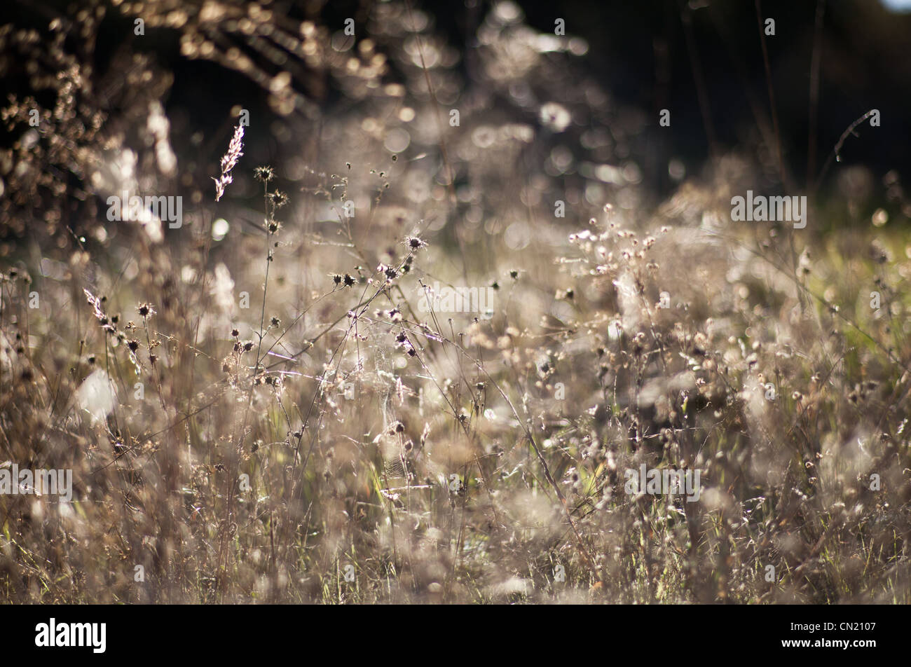 Tall desert grass hi-res stock photography and images - Alamy