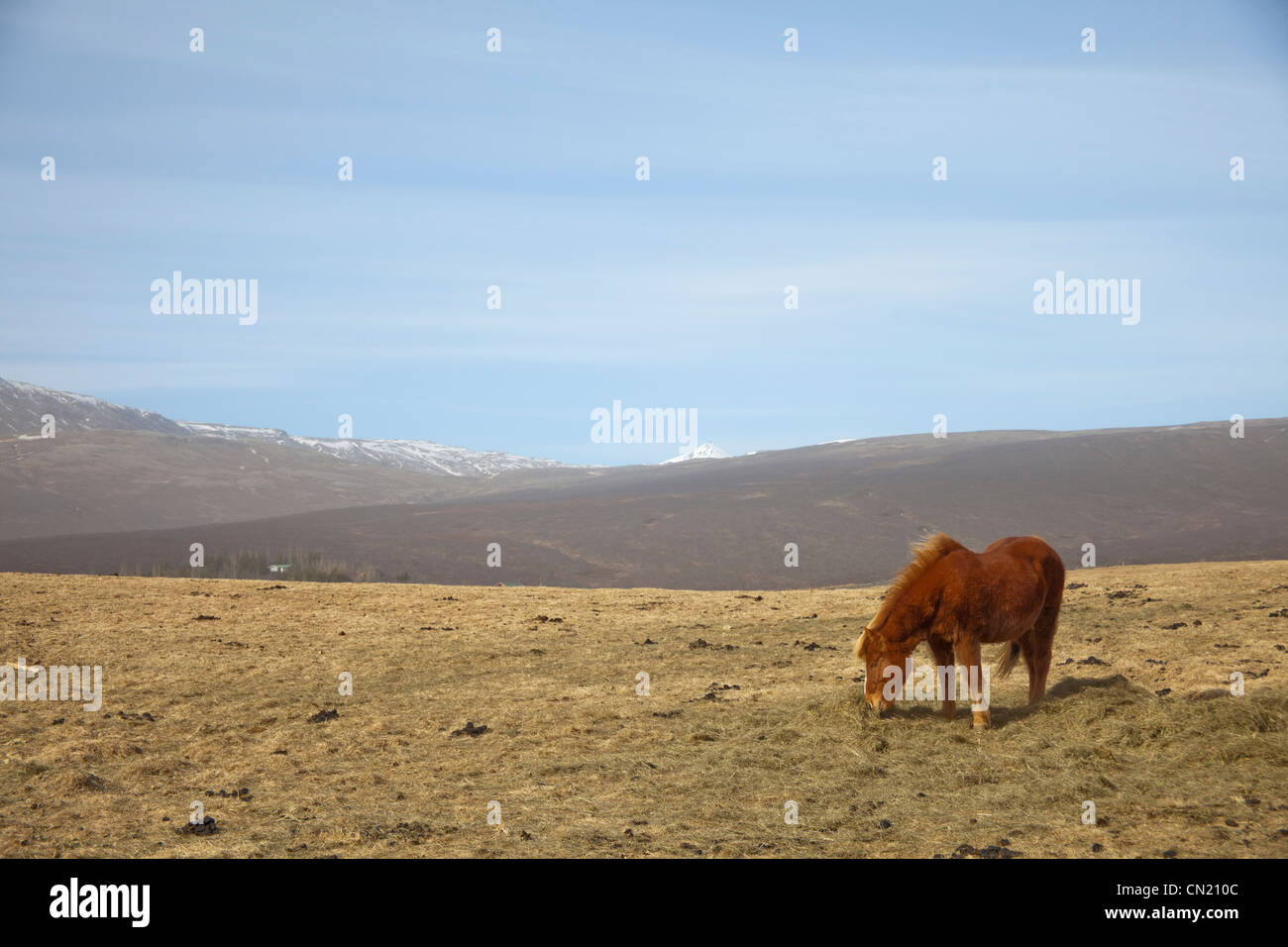 Icelandic horse, Iceland Stock Photo