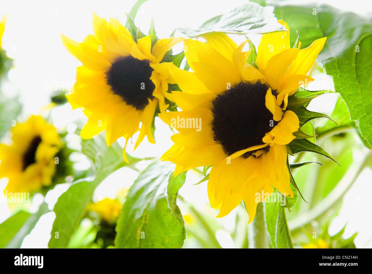 Sunflowers, close up Stock Photo Alamy