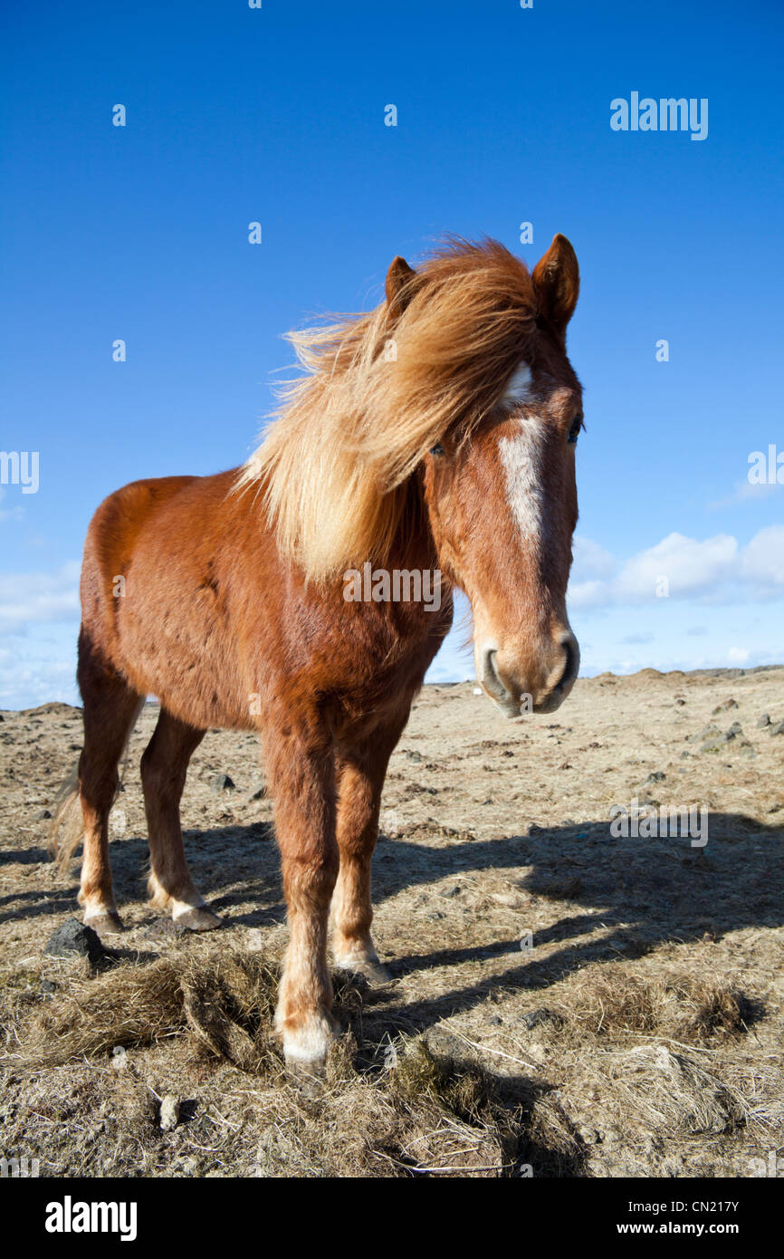 Icelandic horse, Iceland Stock Photo