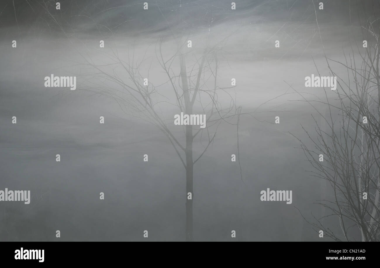 Fog Trees High Resolution Stock Photography and Images Alamy