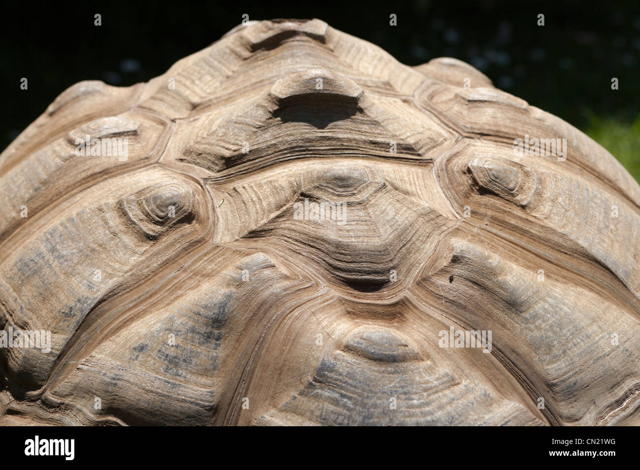 Tortoise shell hi-res stock photography and images - Alamy