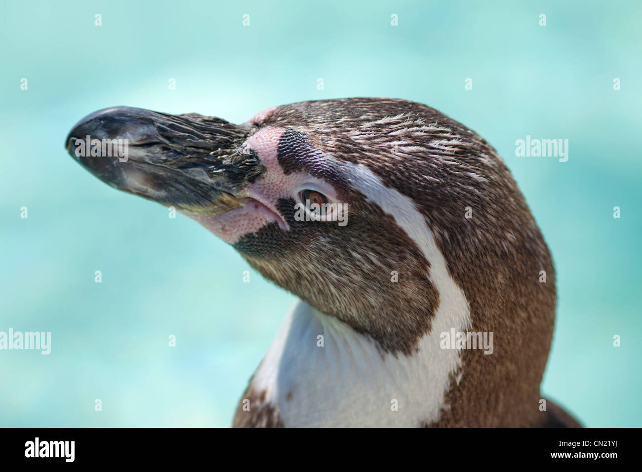 Humboldt penguin - Spheniscus humboldti Stock Photo