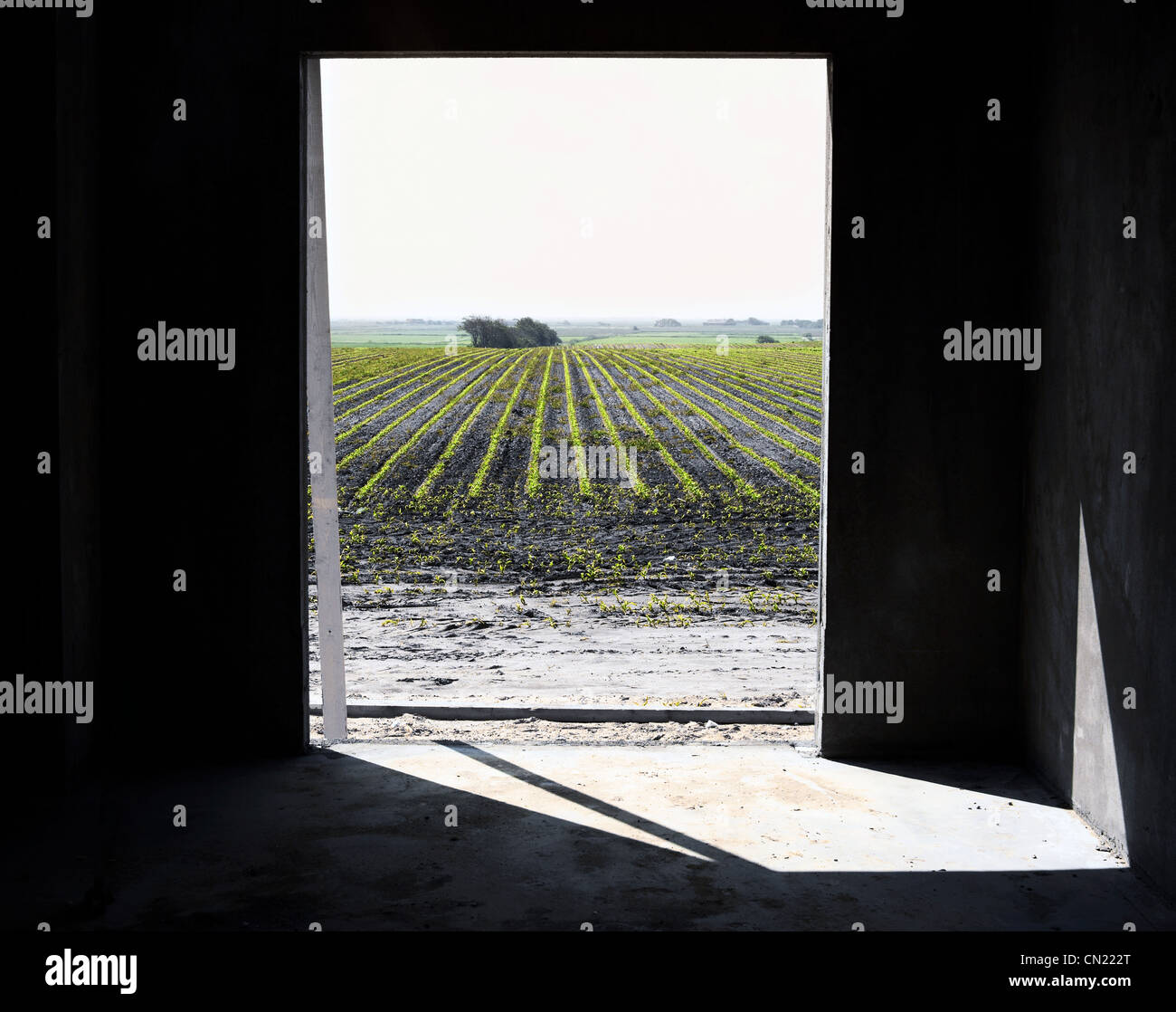 Vineyard through doorway, California, USA Stock Photo