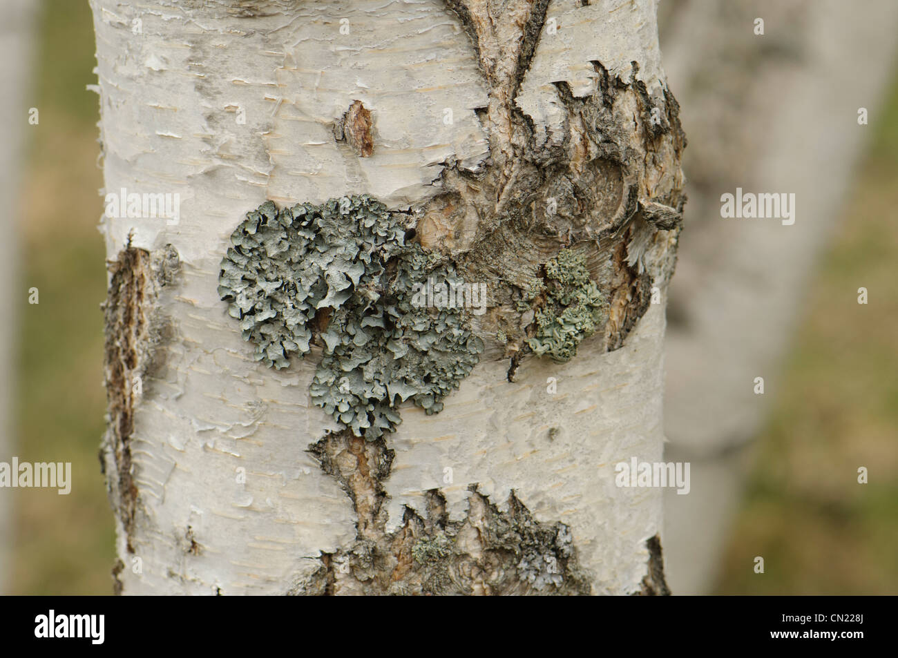 Lichens growing on the bark of Birch trees (Betula verrucosa), France Stock Photo