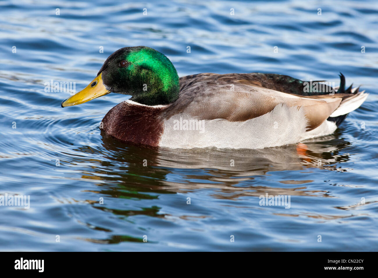 Male mallard - Anas platyrhynchos, UK Stock Photo