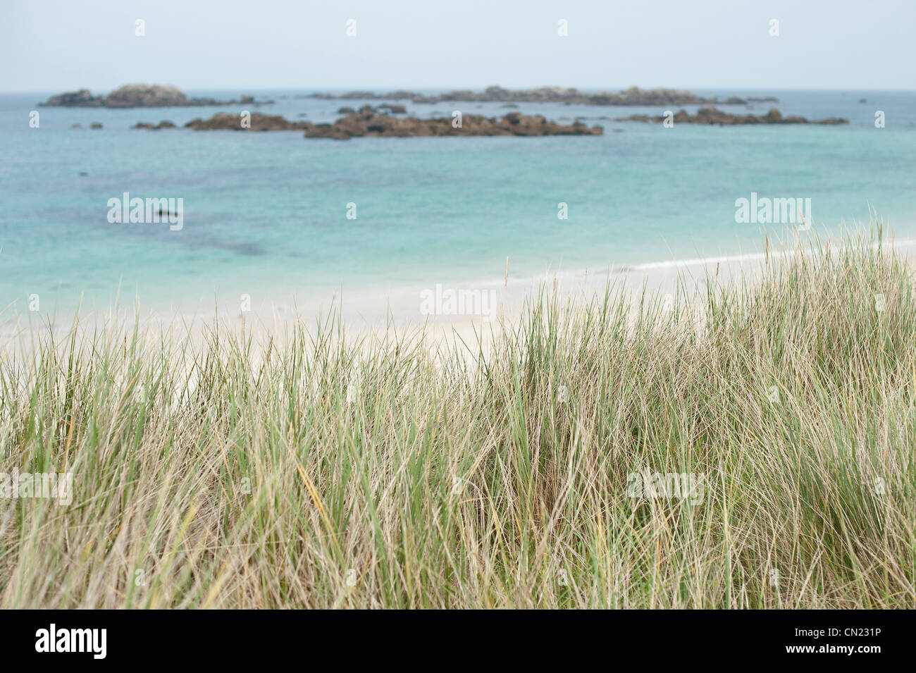 France, Finistere, Brignogan Plages, marram (Ammophila arenaria) on the big beach, the Cote des Legendes in the heart of Pays Stock Photo