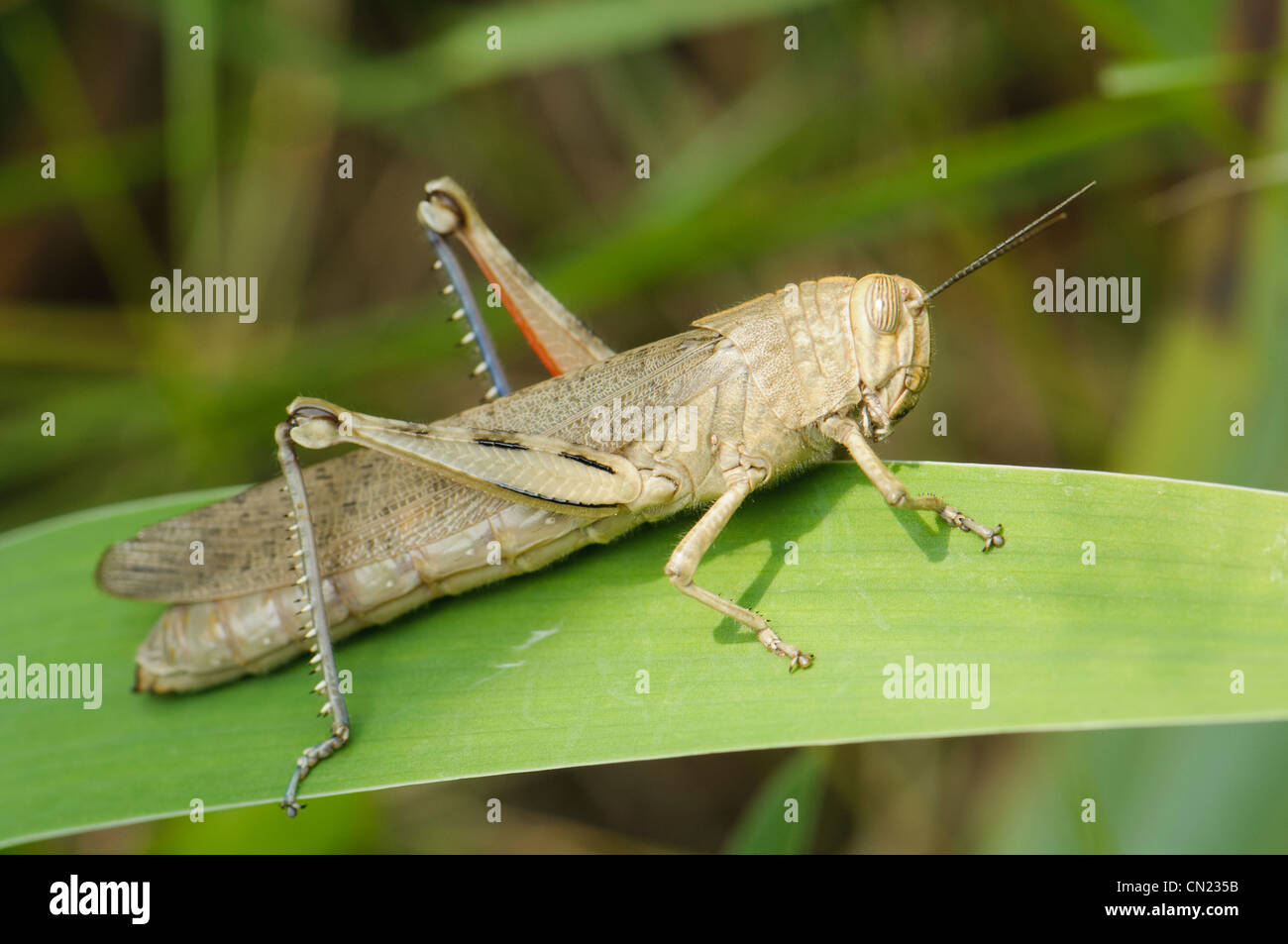 Egyptian locust hires stock photography and images Alamy