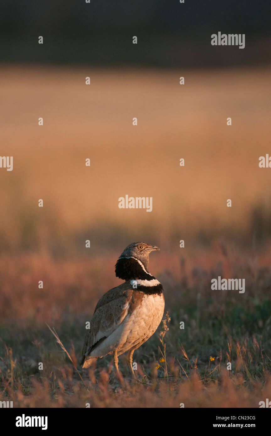 Male Little Bustard (Tetrax tetrax) in courtship display in Spring at its lek where the animal jumps, makes sounds with its beak and shows itself to surrounding females for mating attraction, Spain Stock Photo