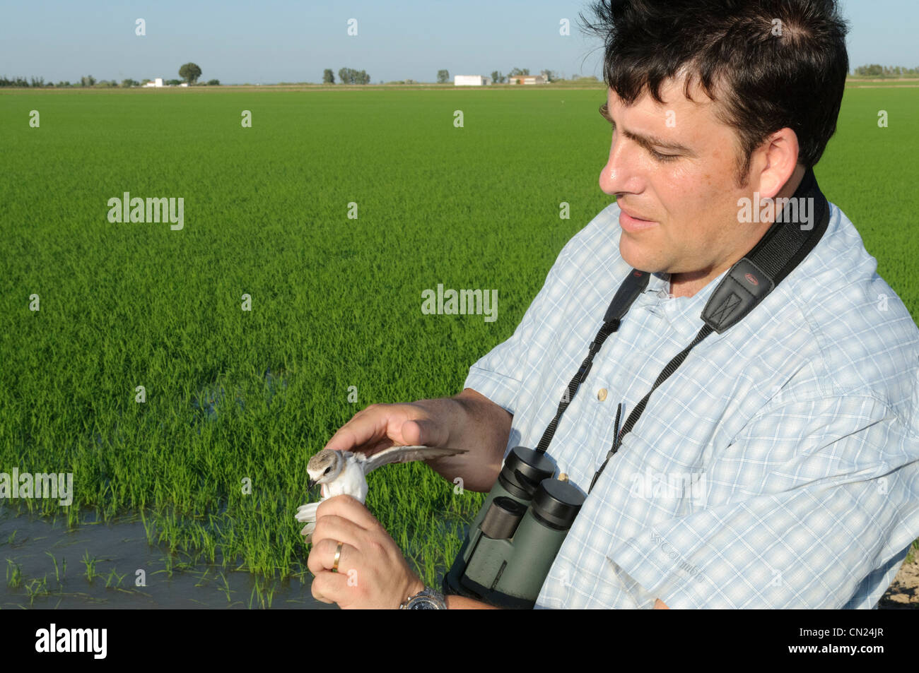 Ornithologist handling a Kentish Plover in a ricefield environment after measuring and ringing and before releasing back. Stock Photo