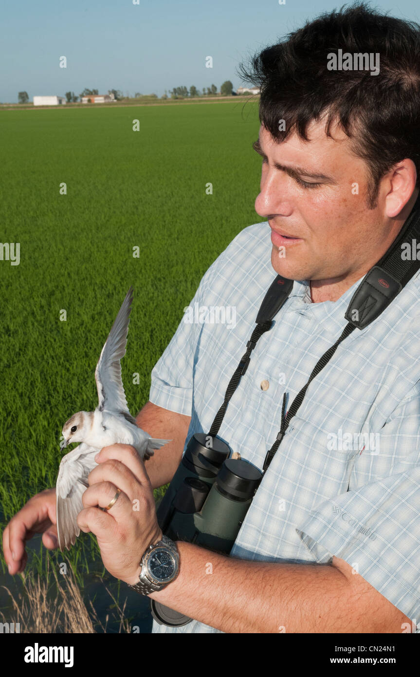Ornithologist handling a Kentish Plover in a ricefield environment after measuring and ringing and before releasing back. Stock Photo