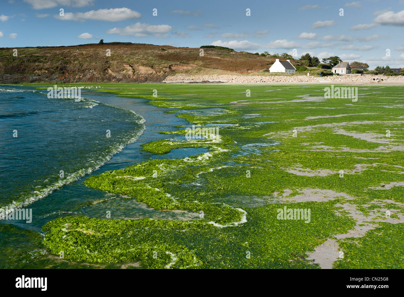 France, Finistere, Baie de Douarnenez, Ploeven, Ty an Quer beach cover by green algae Stock Photo