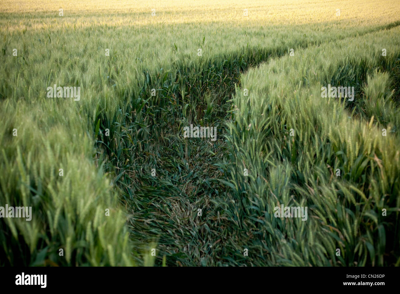 Path through wheat field Stock Photo Alamy