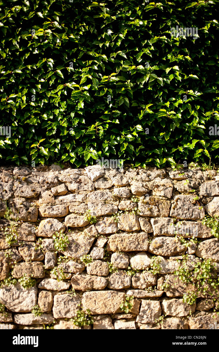 Stone wall and bush Stock Photo