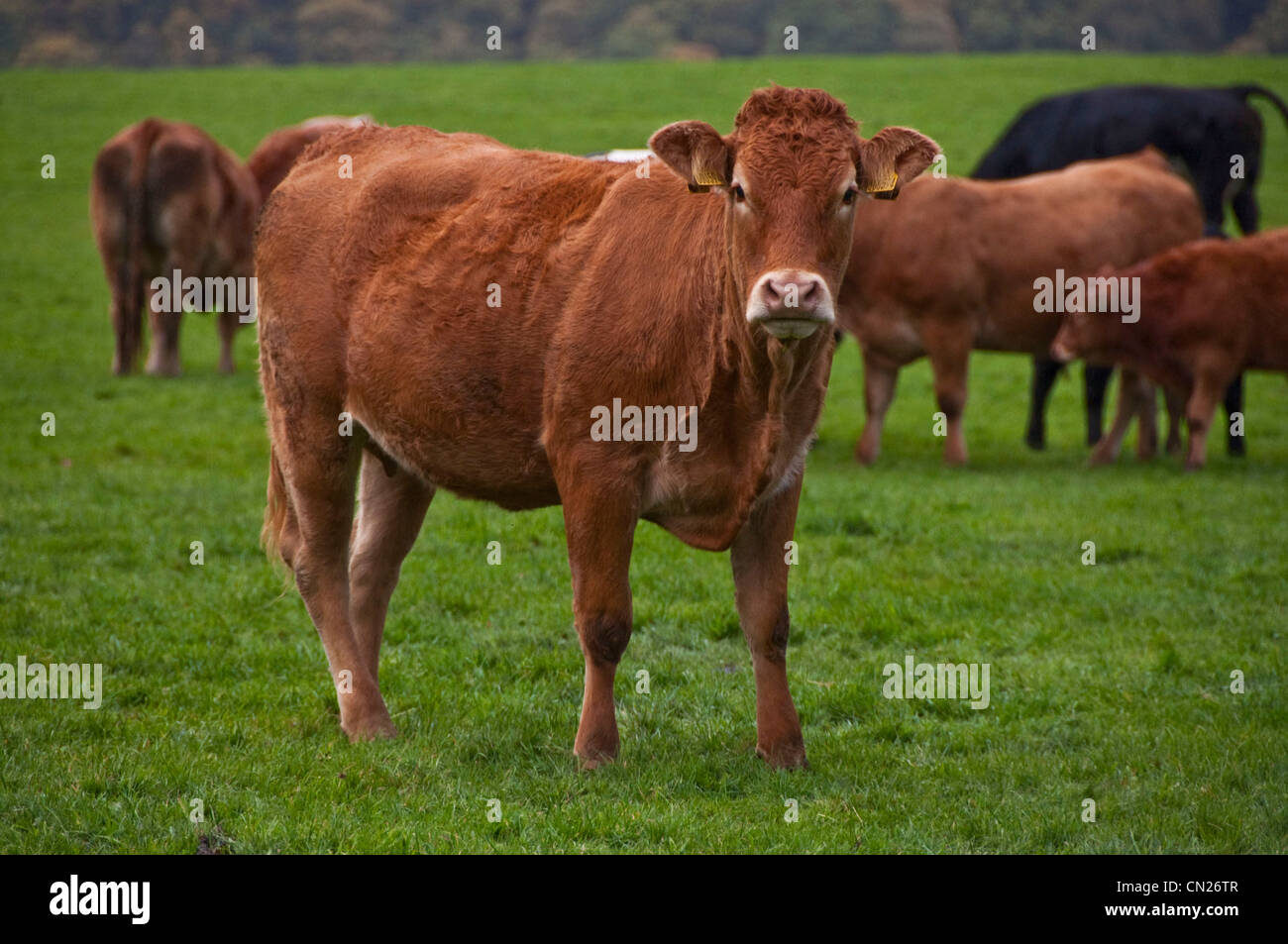 Jersey cow grass hires stock photography and images Alamy