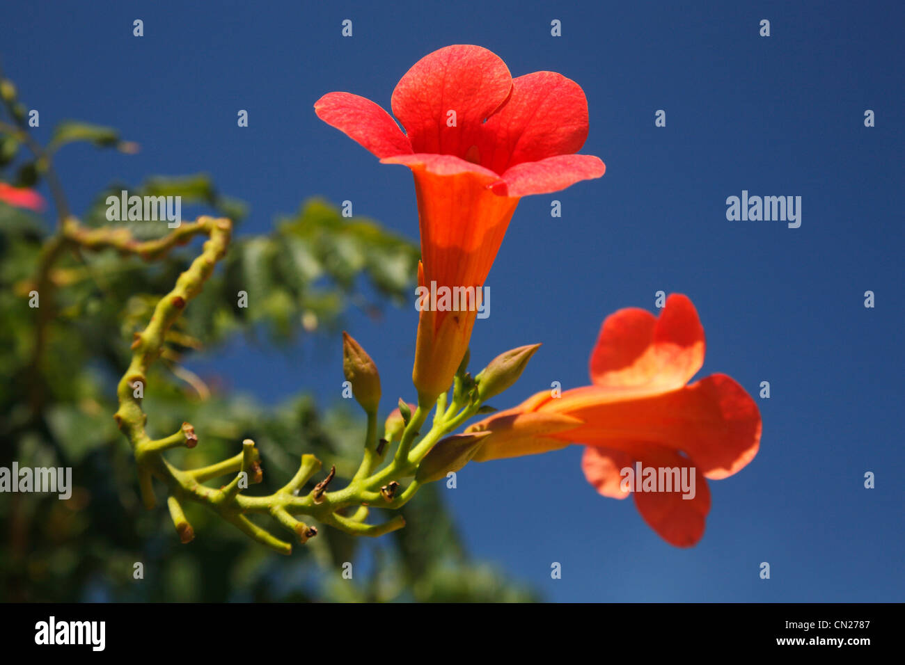 Red flower Distictis buccinatoria Stock Photo