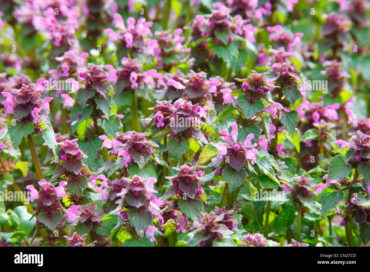 Lamium purpureum - Red Dead Nettle Stock Photo