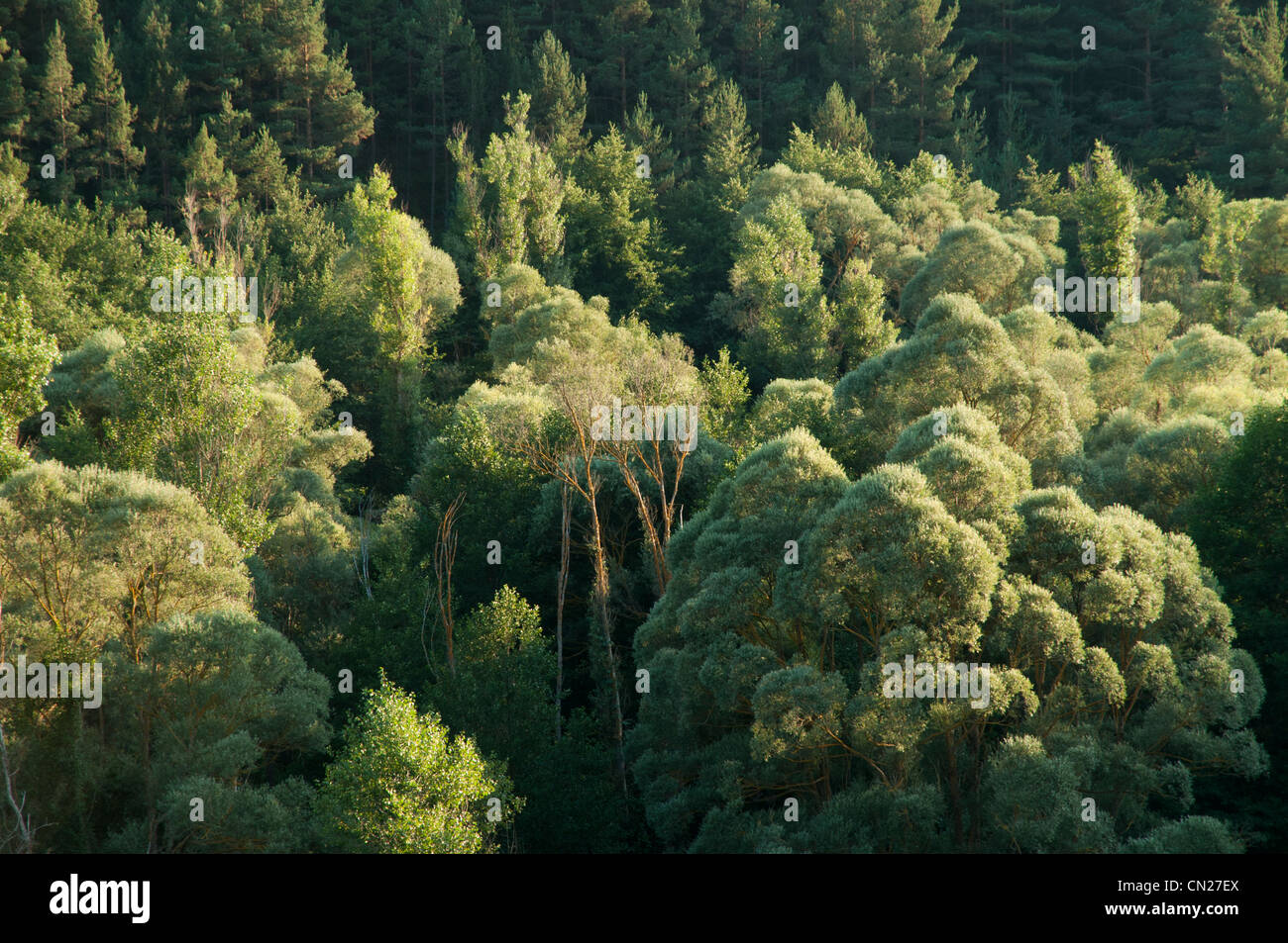 Very tall Willow trees growing on the shores of the river Segre in the