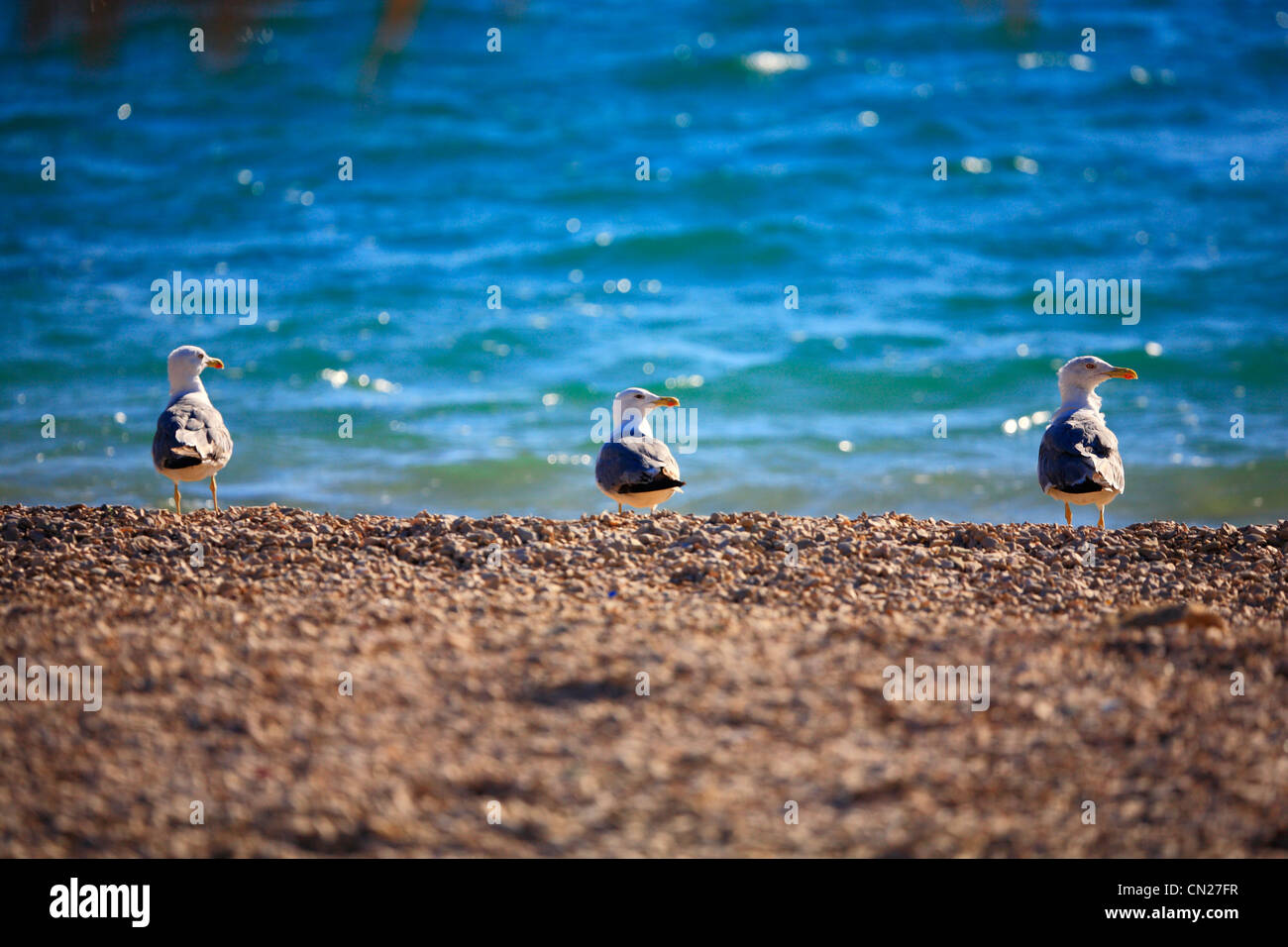 Three seagulls on the beach Stock Photo