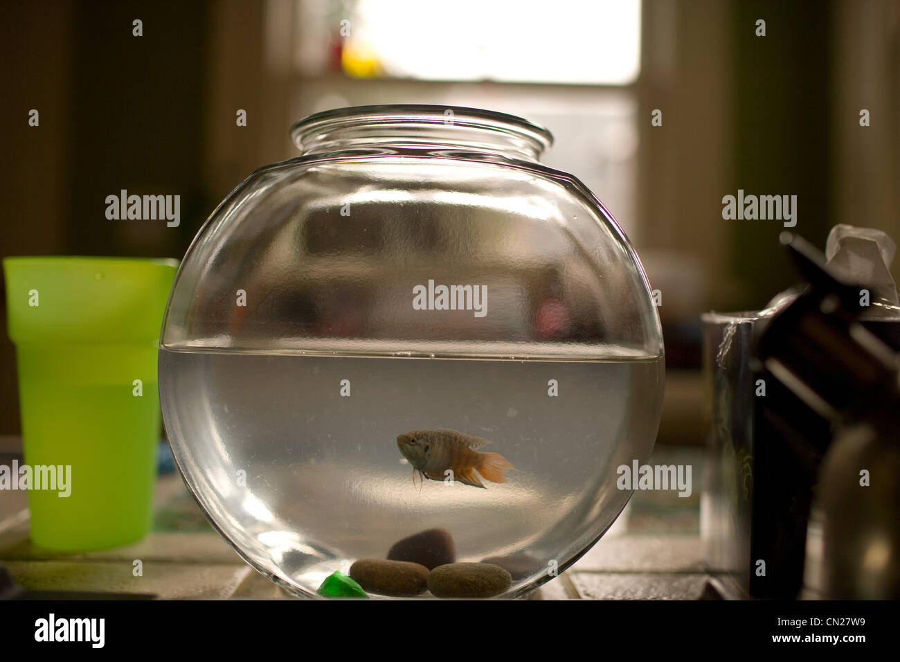 Goldfish bowl hires stock photography and images Alamy