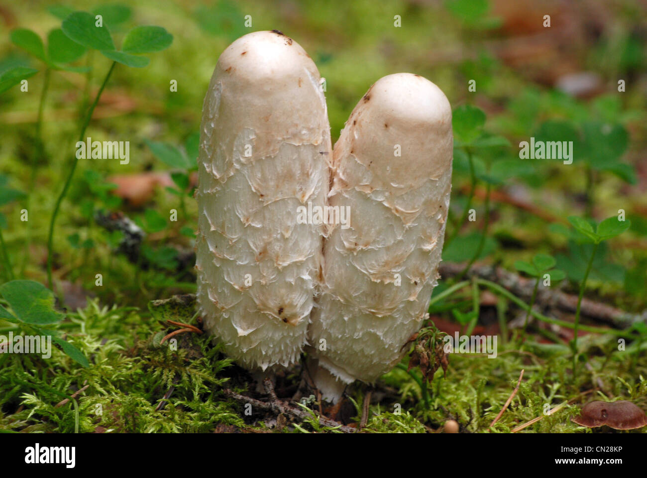 Shaggy mane mushrooms Stock Photo