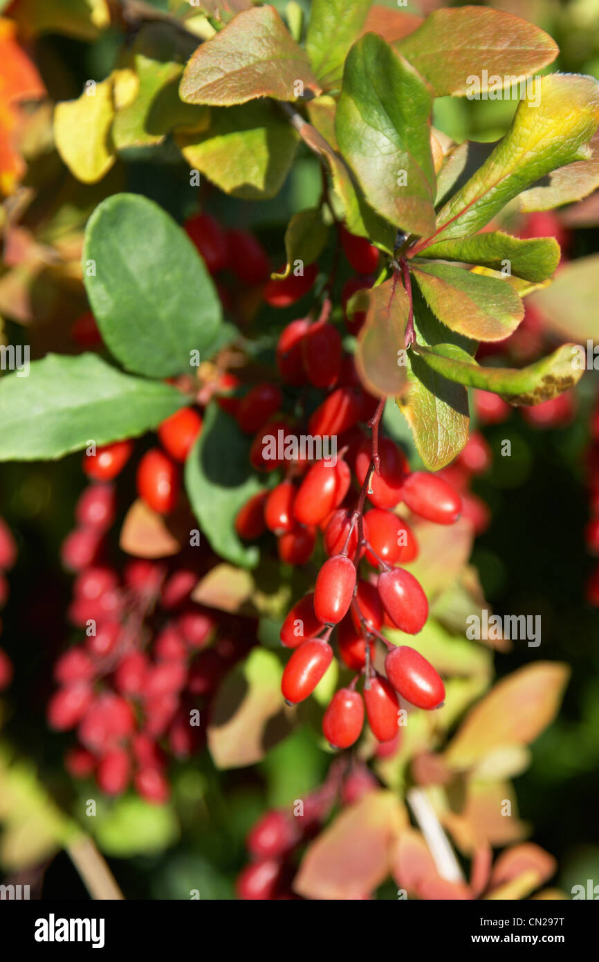Branch ripe berry barberry hi-res stock photography and images - Alamy