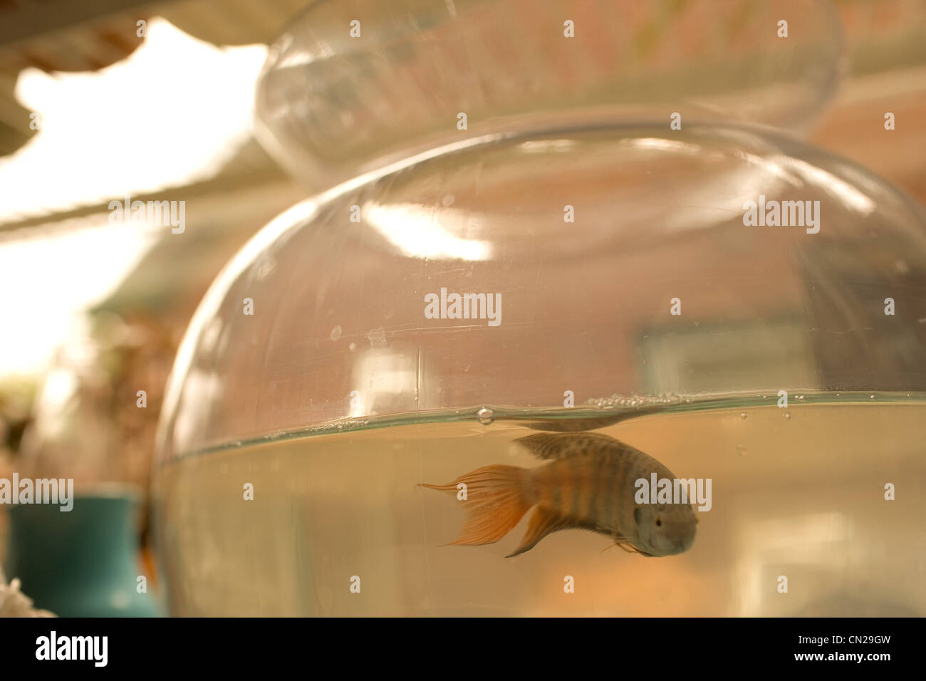 Goldfish bowl hires stock photography and images Alamy