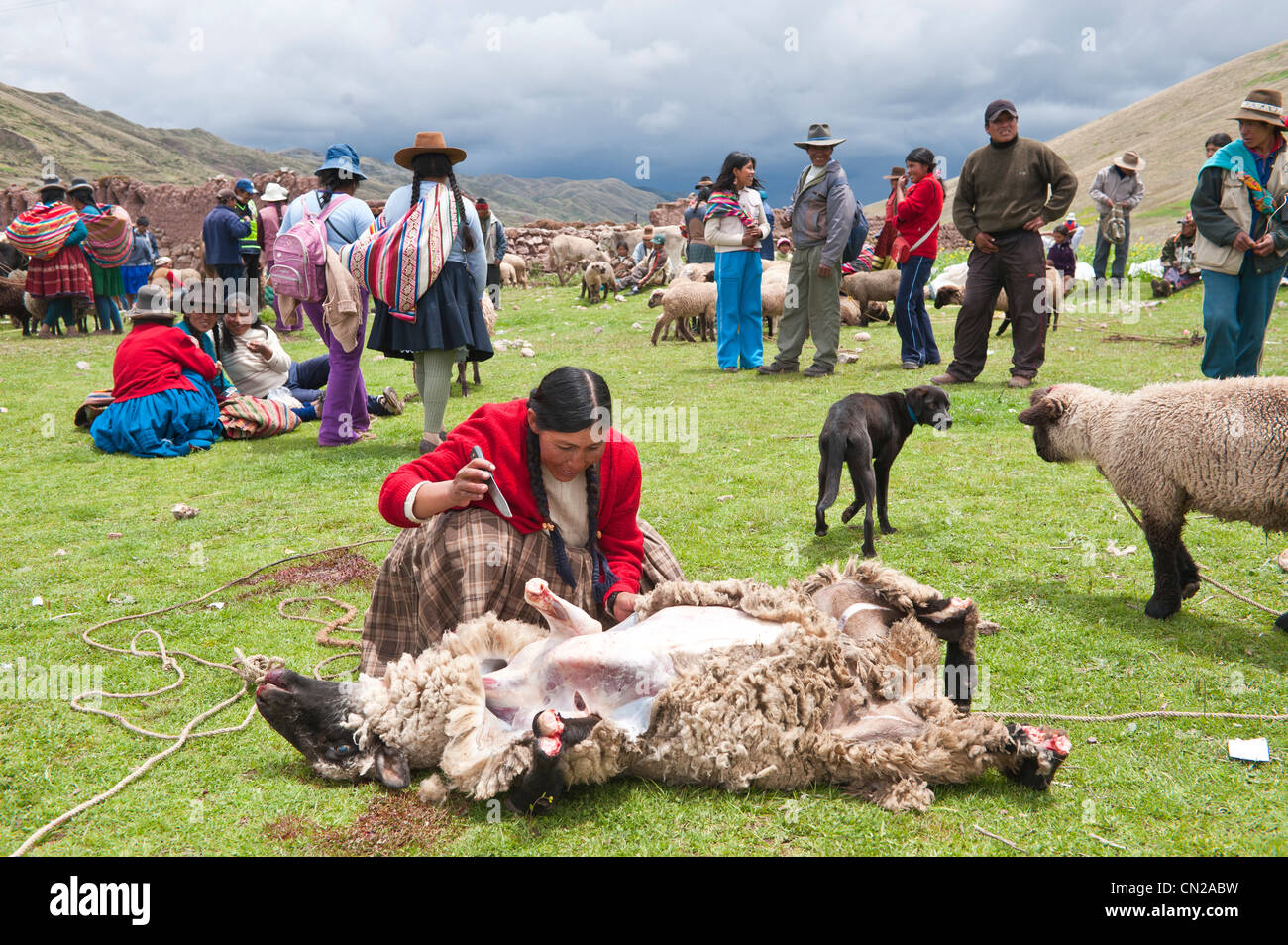 Peru, Cuzco province, Inca Sacred Valley, San Ilario, cattle market, Quechua Indian butchering a sheep Stock Photo