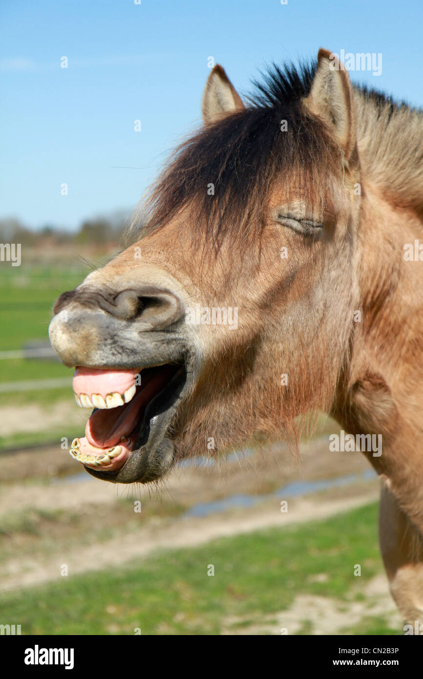 Horse having a good old laugh Stock Photo