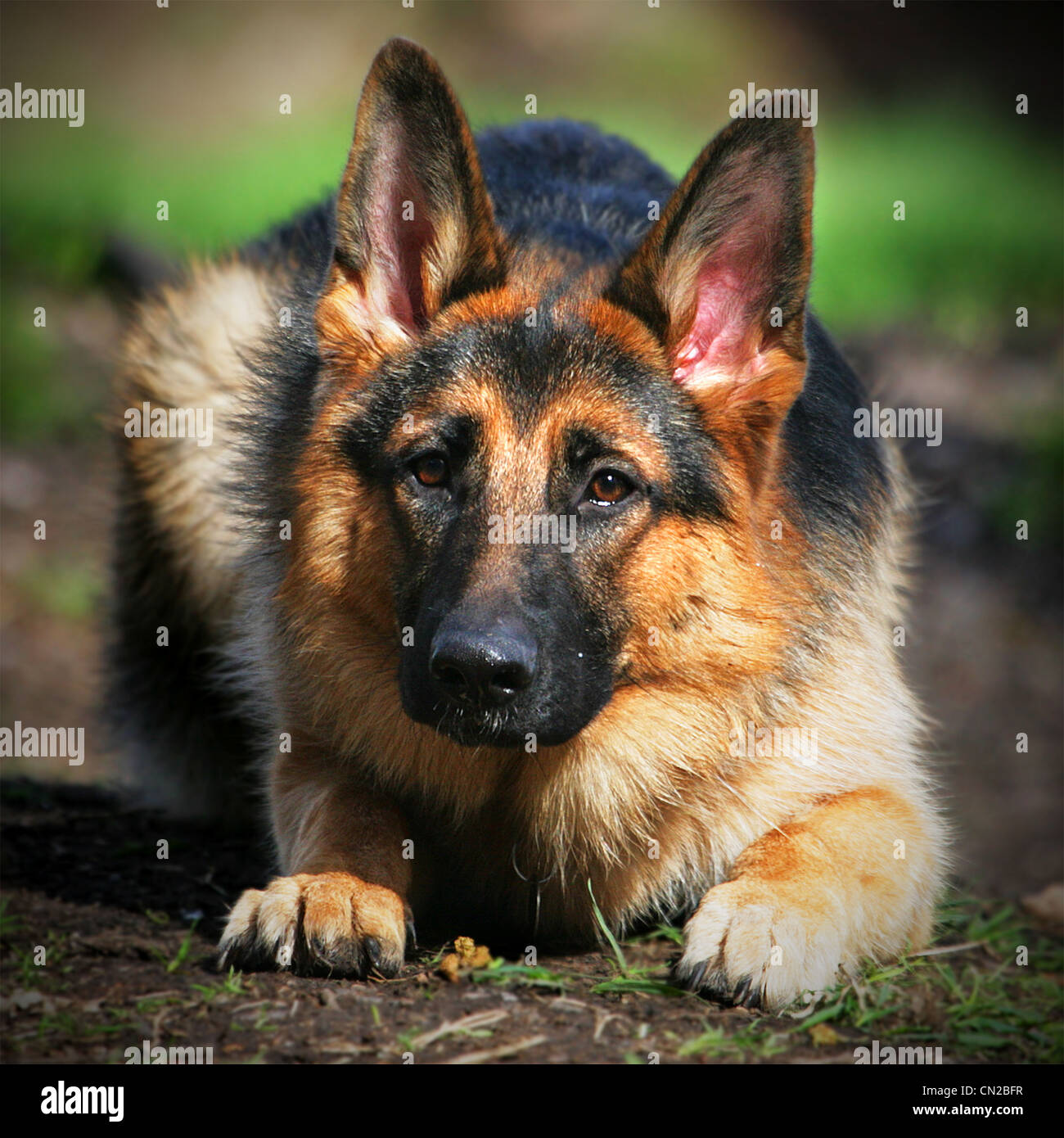 German Shepherd Dog Stock Photo - Alamy