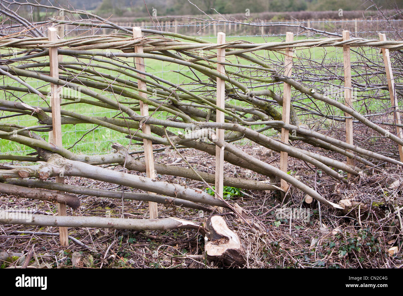 A hedge that has been recently layed near Loughborough in Leicestershire, UK Stock Photo