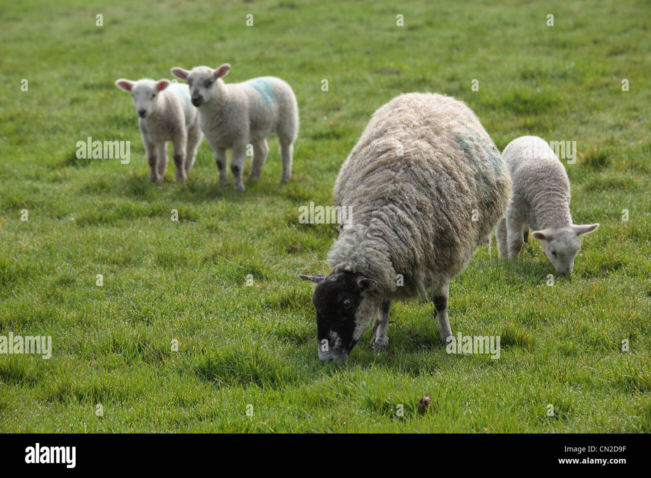 A ewe and her lambs in a field in Nidderdale, Yorkshire Stock Photo