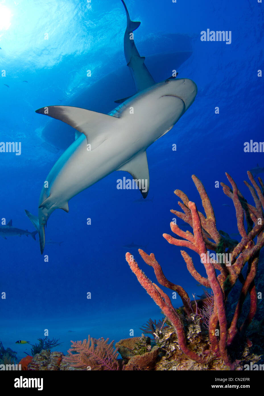 Reef Sharks in the Bahamas Stock Photo Alamy