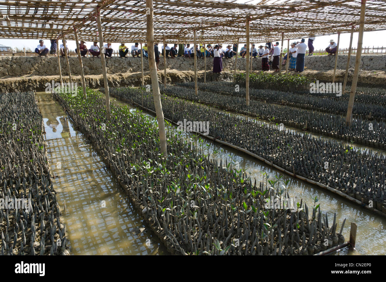 Mangrove nursery project. NGO donors trip ADRALIFTECODEV. Irrawaddy