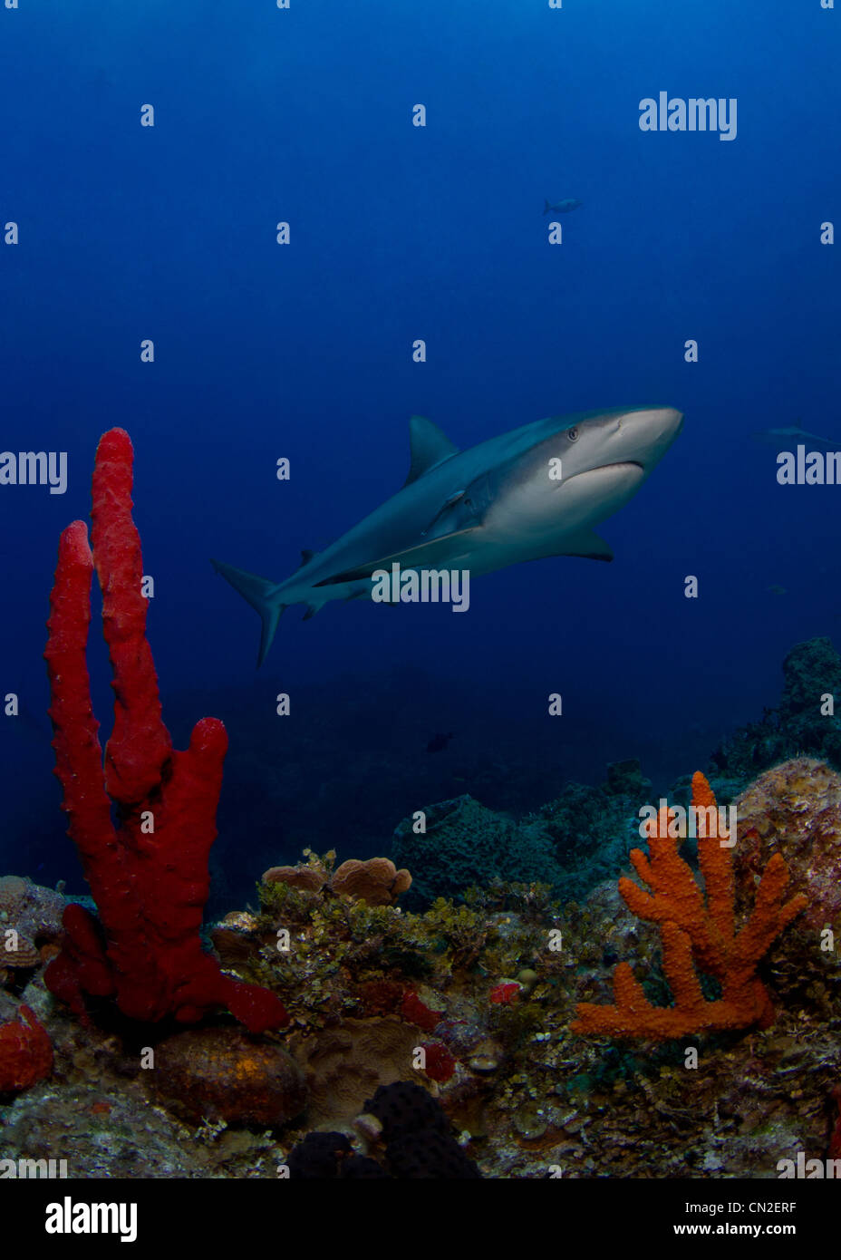 Reef Sharks in the Bahamas Stock Photo Alamy