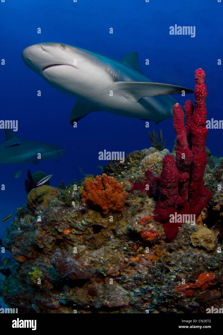 Reef Sharks in the Bahamas Stock Photo Alamy