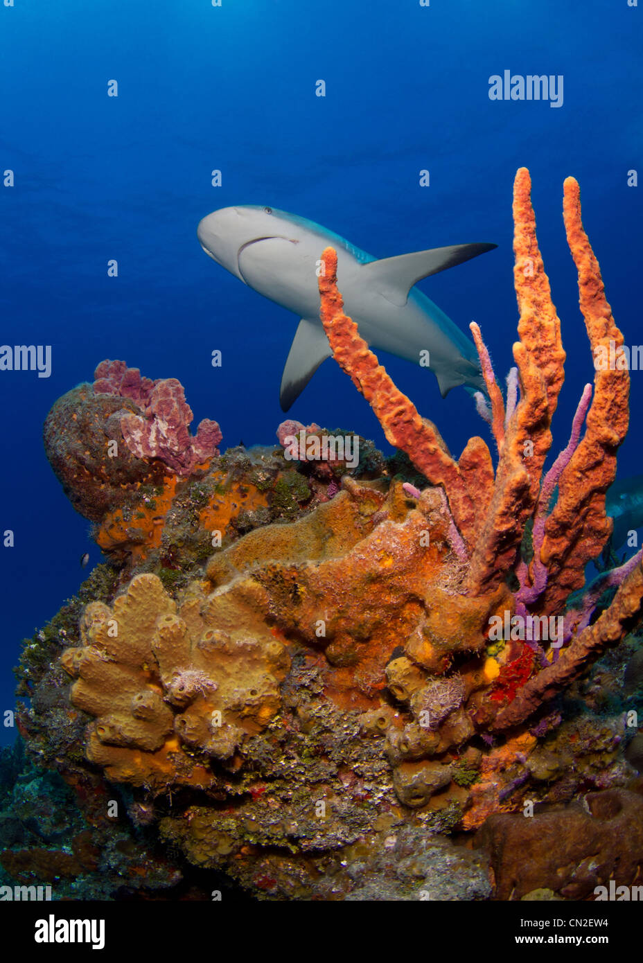Reef Sharks in the Bahamas Stock Photo Alamy