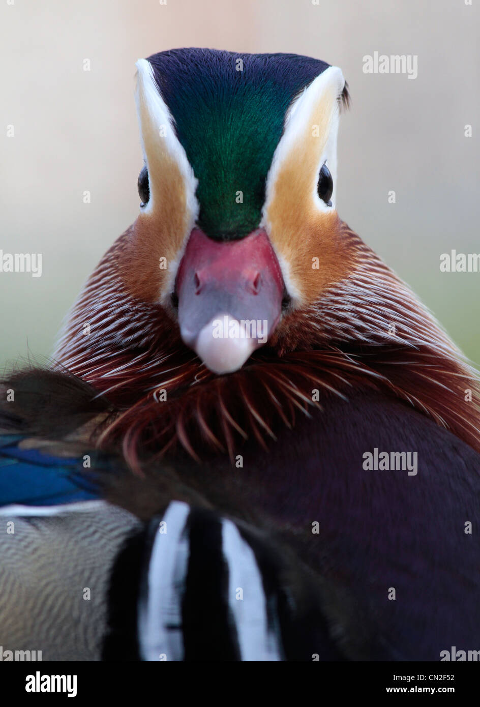 Asian Mandarin Duck color portrait Stock Photo