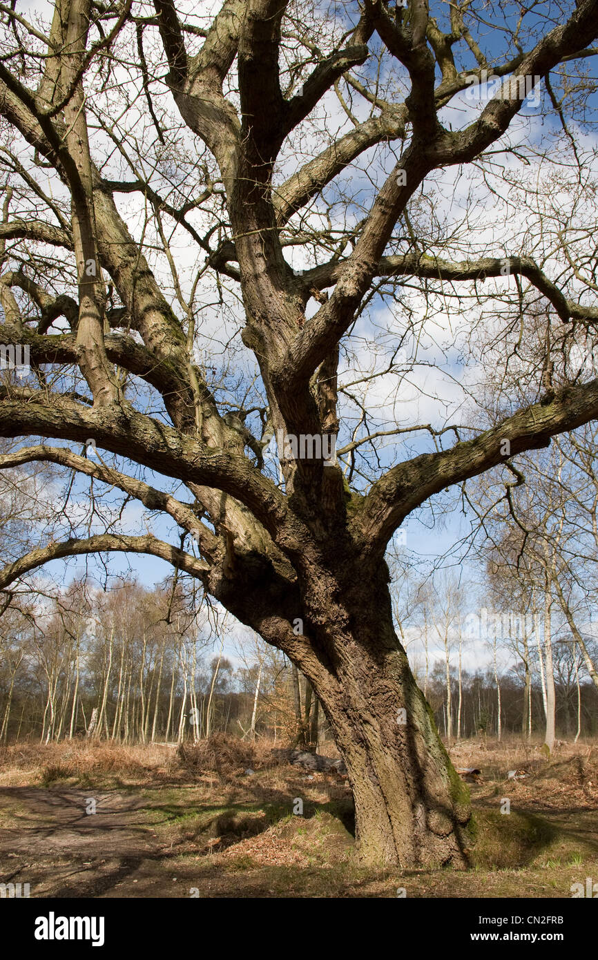 epping-forest-ancient-trees-royal-woodland-stock-photo-alamy