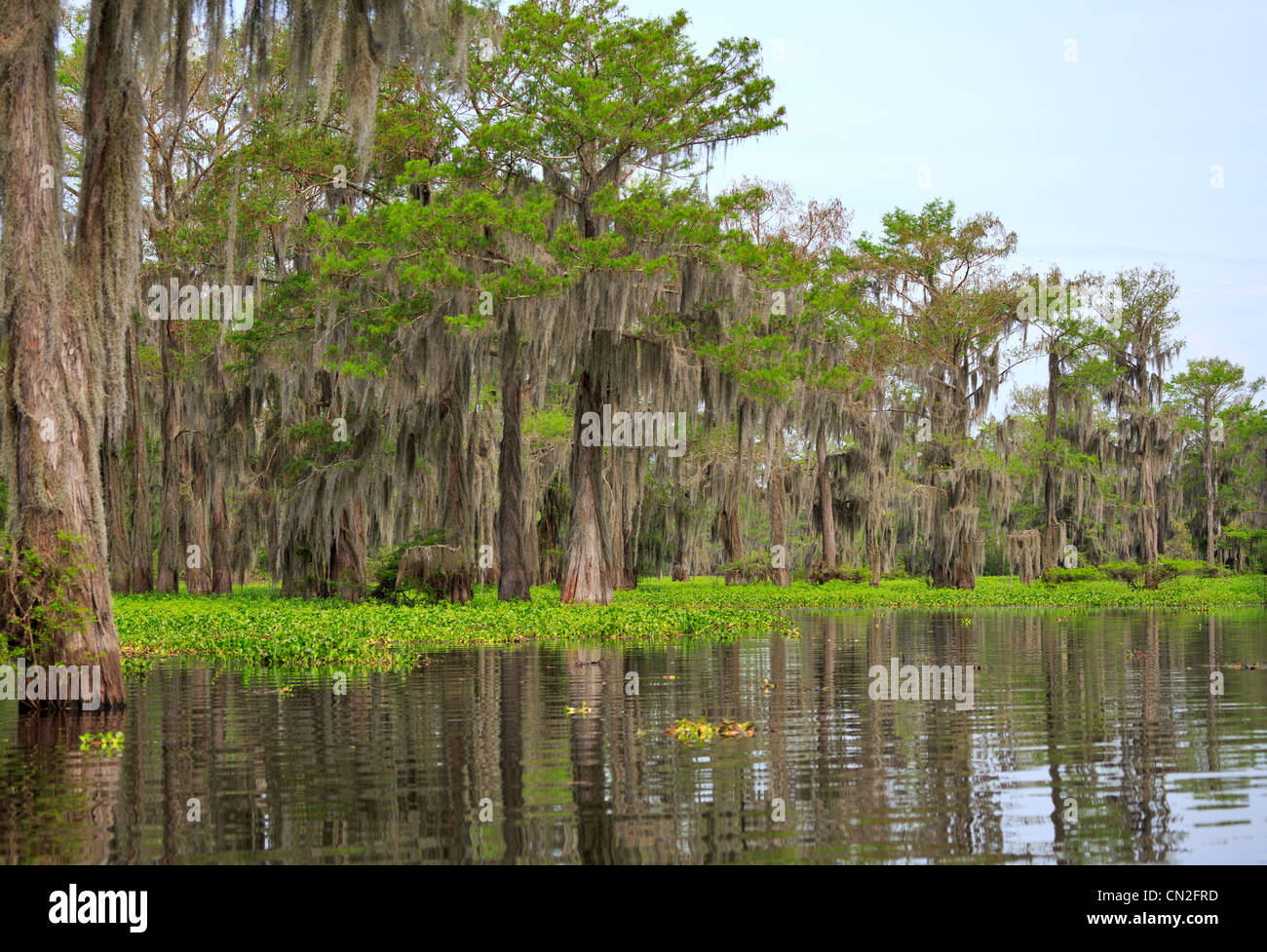 Common Water Hyacinth, Eichhornia crassipes chokes the important wetlands of the Atchafalaya River Basin. Stock Photo