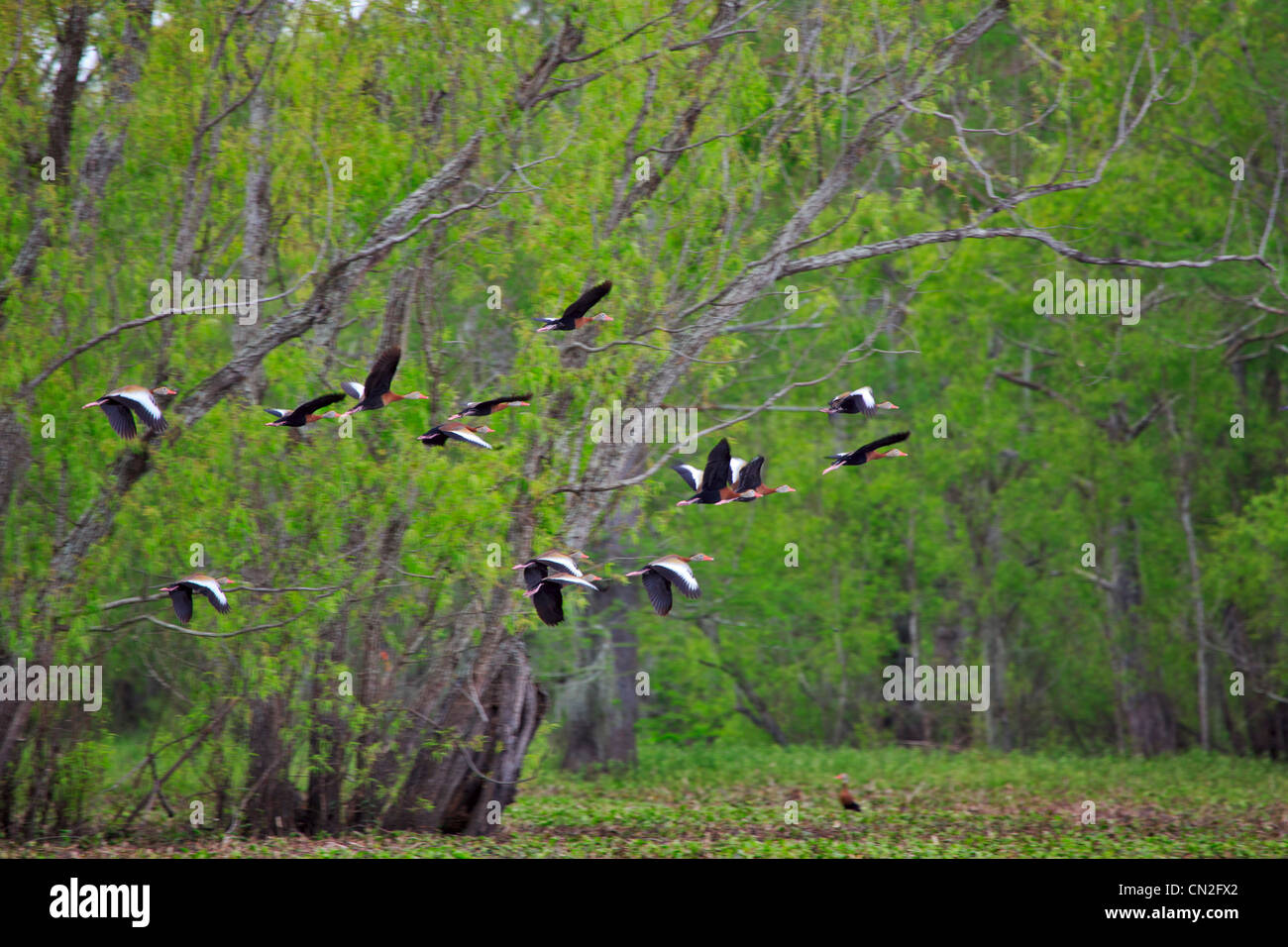 Black-bellied Whistling Duck, Dendrocygna autumnalis. A flock of whistling ducks or tree ducks in the Atchafalaya Swamp. Stock Photo