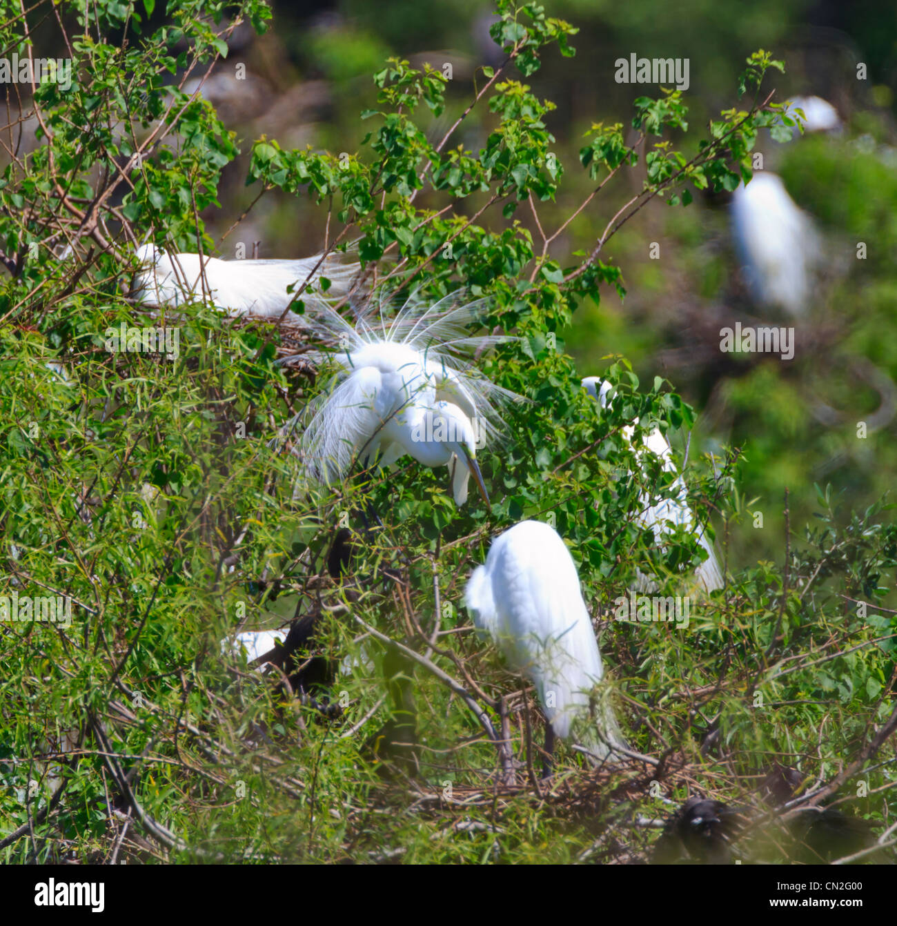 Great Egret, Ardea alba. Nesting behavior at the Rookery at High Island, Texas Stock Photo