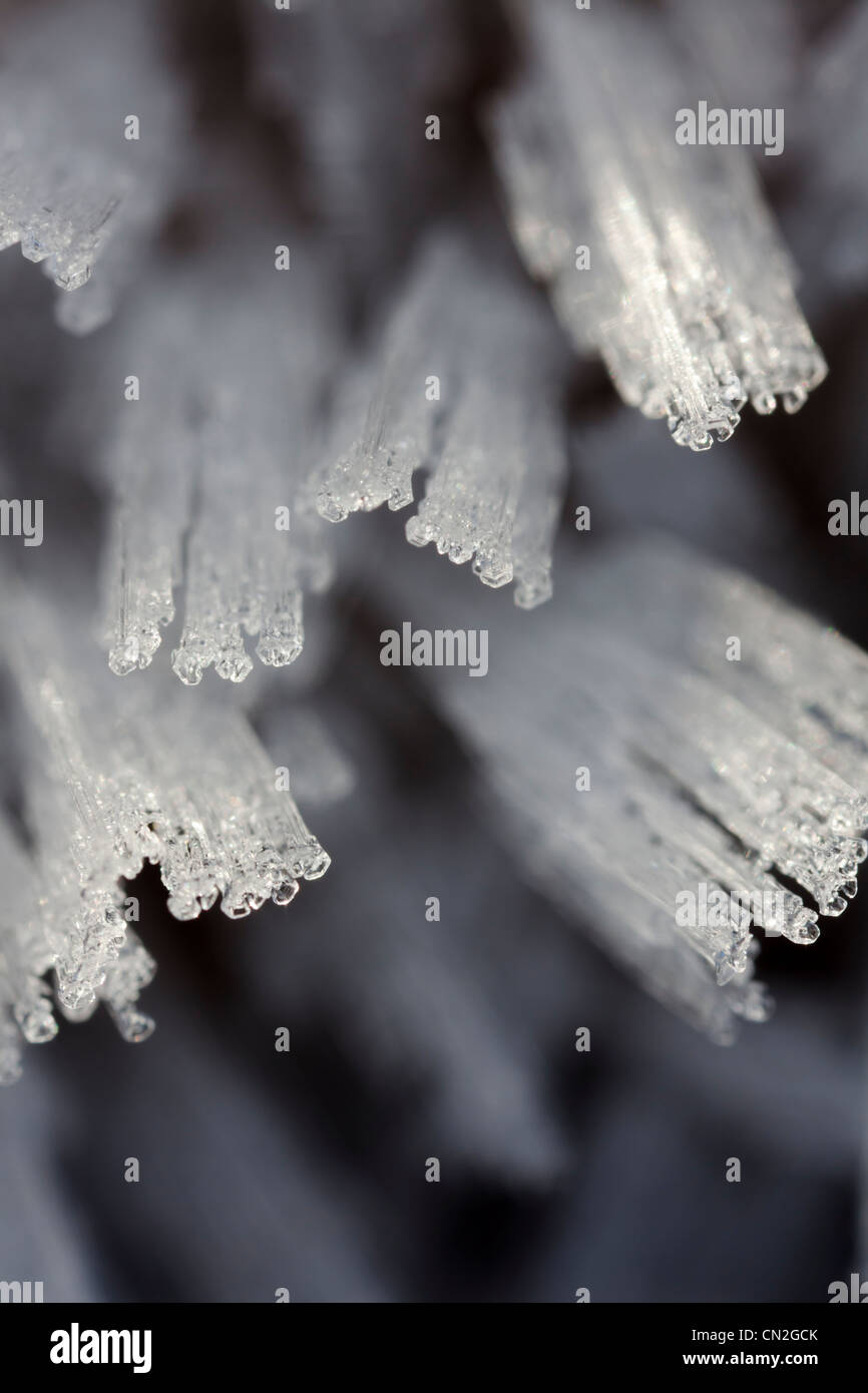 Straight ice crystals growing out of dead wood Stock Photo