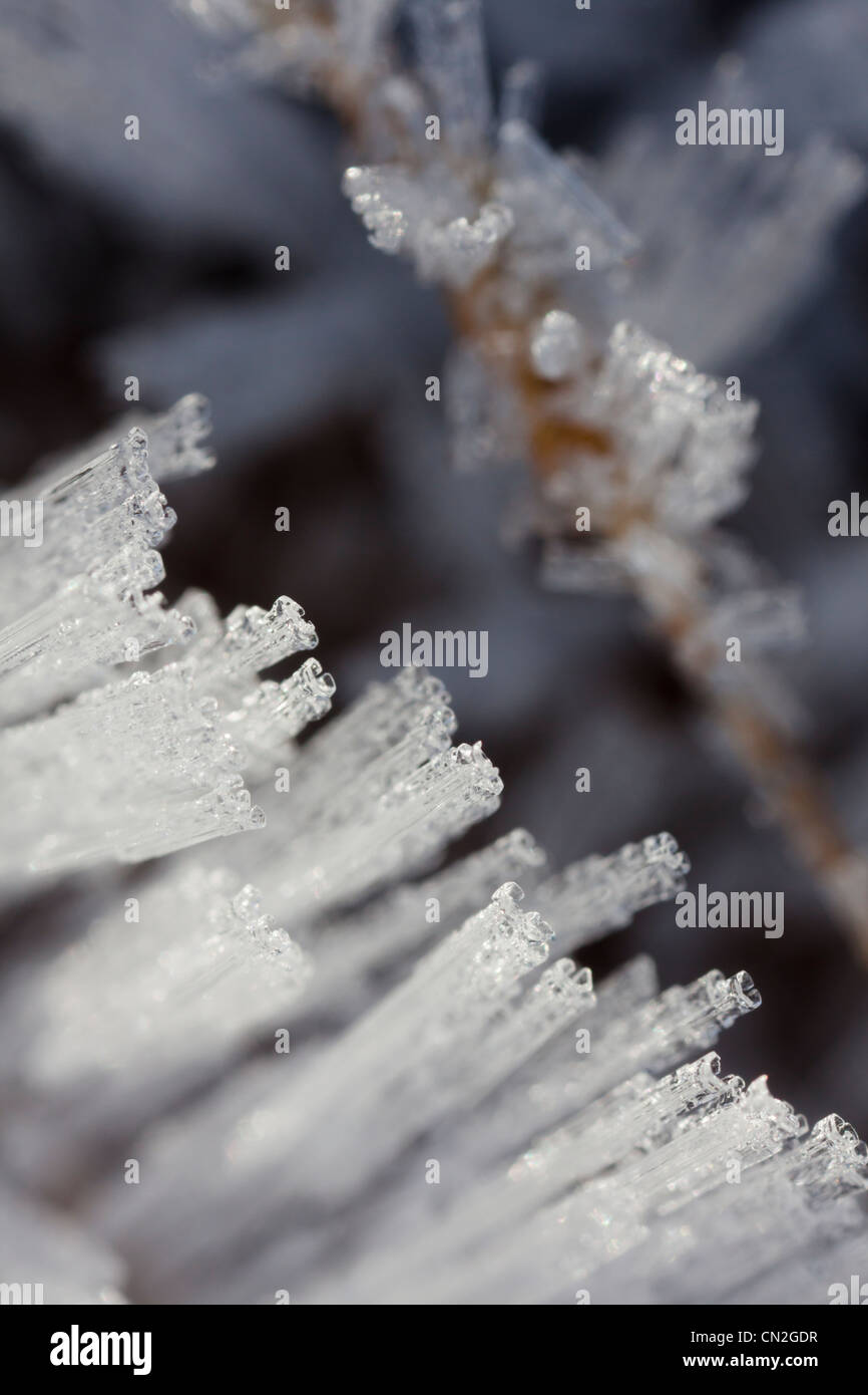 Straight ice crystals growing out of dead wood Stock Photo