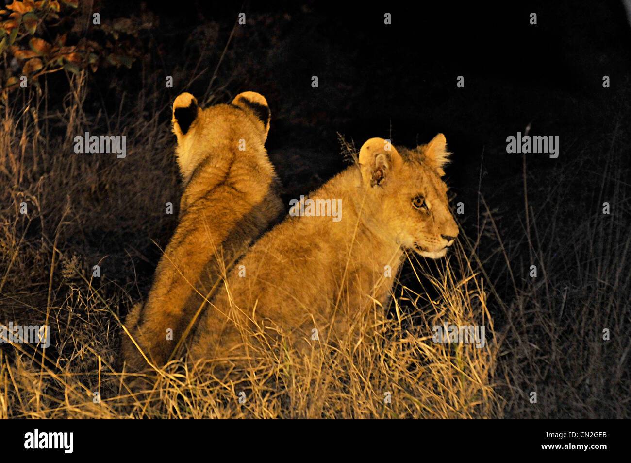 Lion cubs waiting for their mother to return from a hunt. Botswana, Africa. Stock Photo
